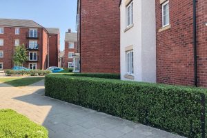 Residential and commercial garden maintenance