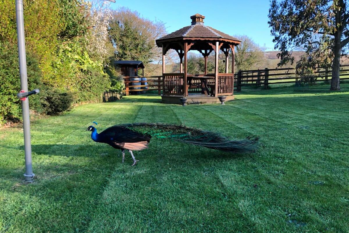 Bloomingdale Garden Services